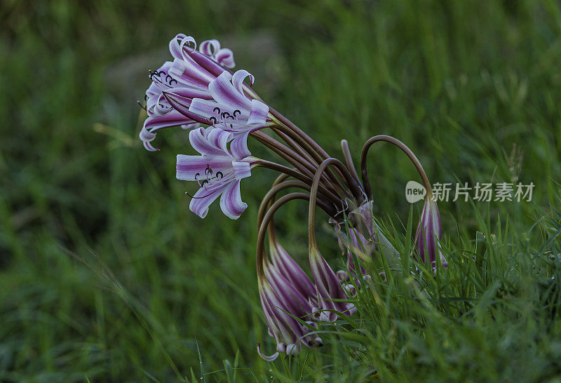 来自肯尼亚马赛马拉的Pyjama Lily, Crinum macowanii。石蒜科。